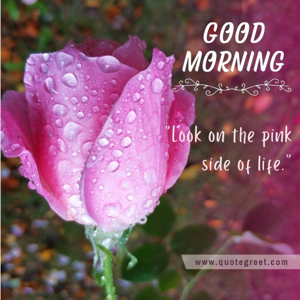 pink-rose-with-water-drops-rain-drops-hd-image-instagram-cute-beautiful-good-morning-greetings