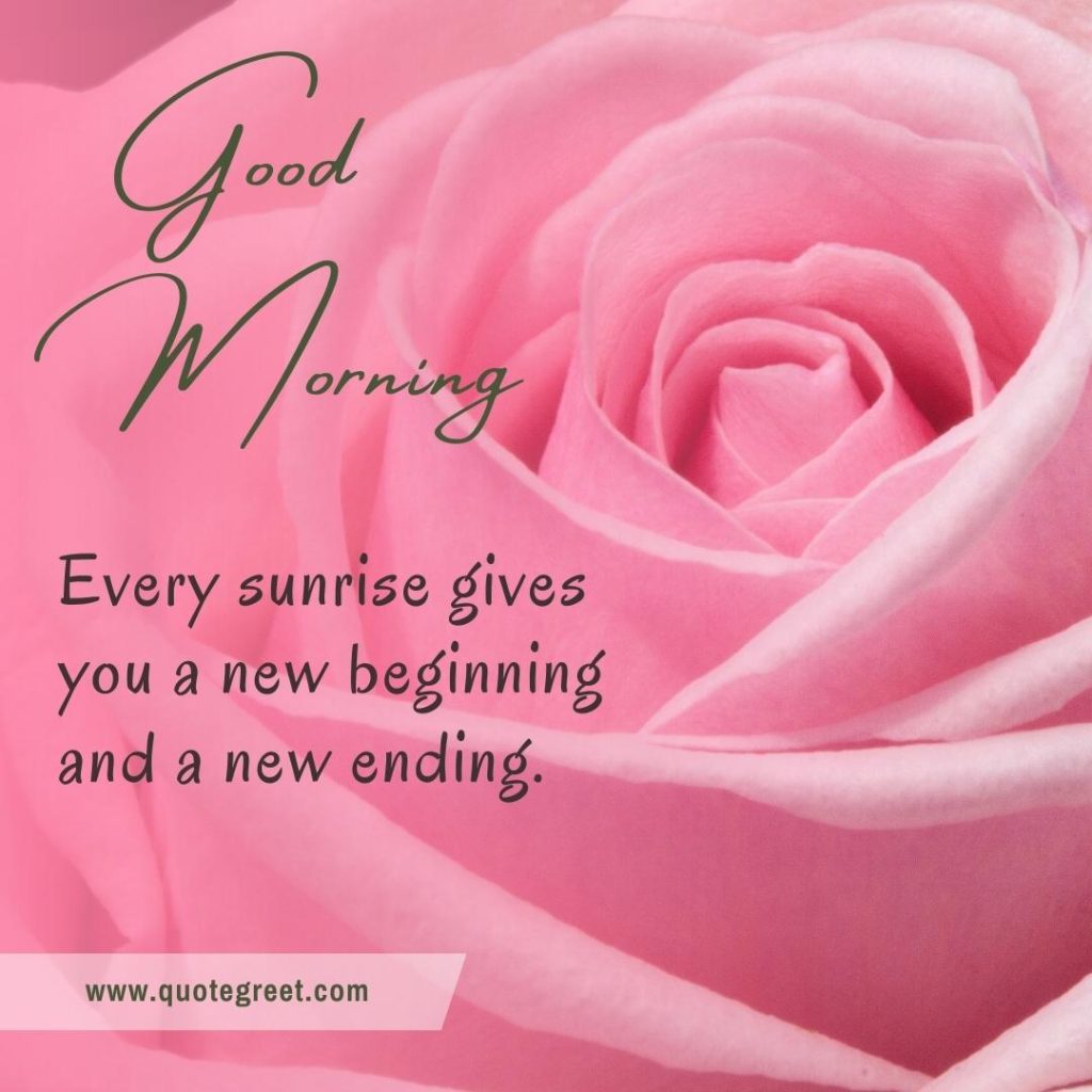 29 Beautiful Good Morning Pink Rose Flower Images |Quotes |Wishes ...