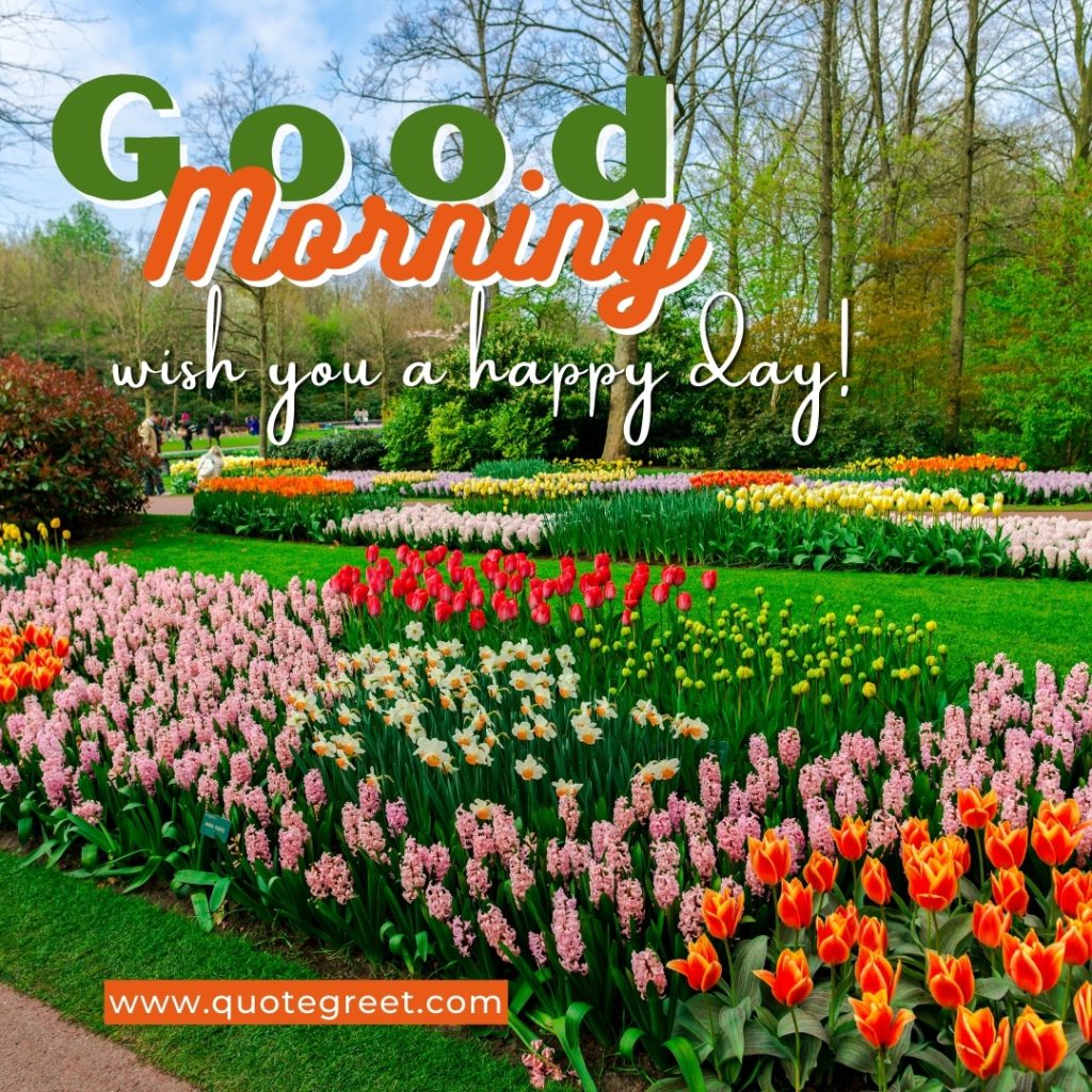 good-morning-flower-garden-trees-tulips-tulip-greenery-wishes-greetings-nature-natural-park-landscape-scenery-scenic-pic-gud-image-photo-picture