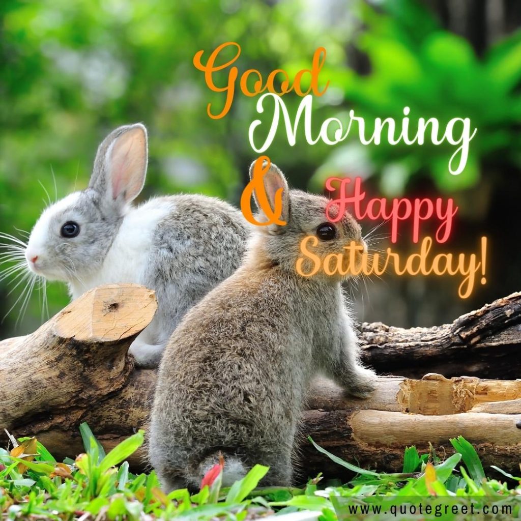 25 Cute Good Morning Rabbit Images |Wishes |Messages - QuoteGreet