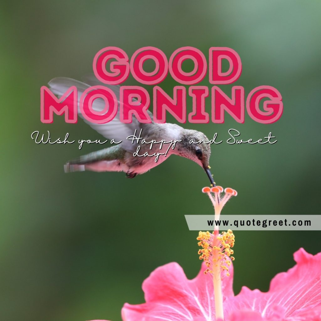 25 Beautiful Good Morning Hummingbird Images With Quotes And Greetings 