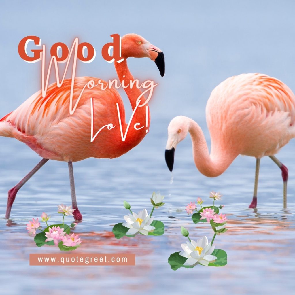 good-morning-love-beautiful-orange-flamingos-lotus-flowers-birds-gud-pic-picture-photo