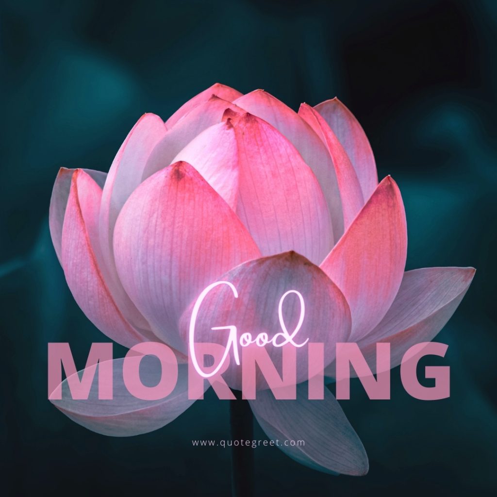 45+ Beautiful Good Morning Lotus Flower Images |Quotes |Wishes ...