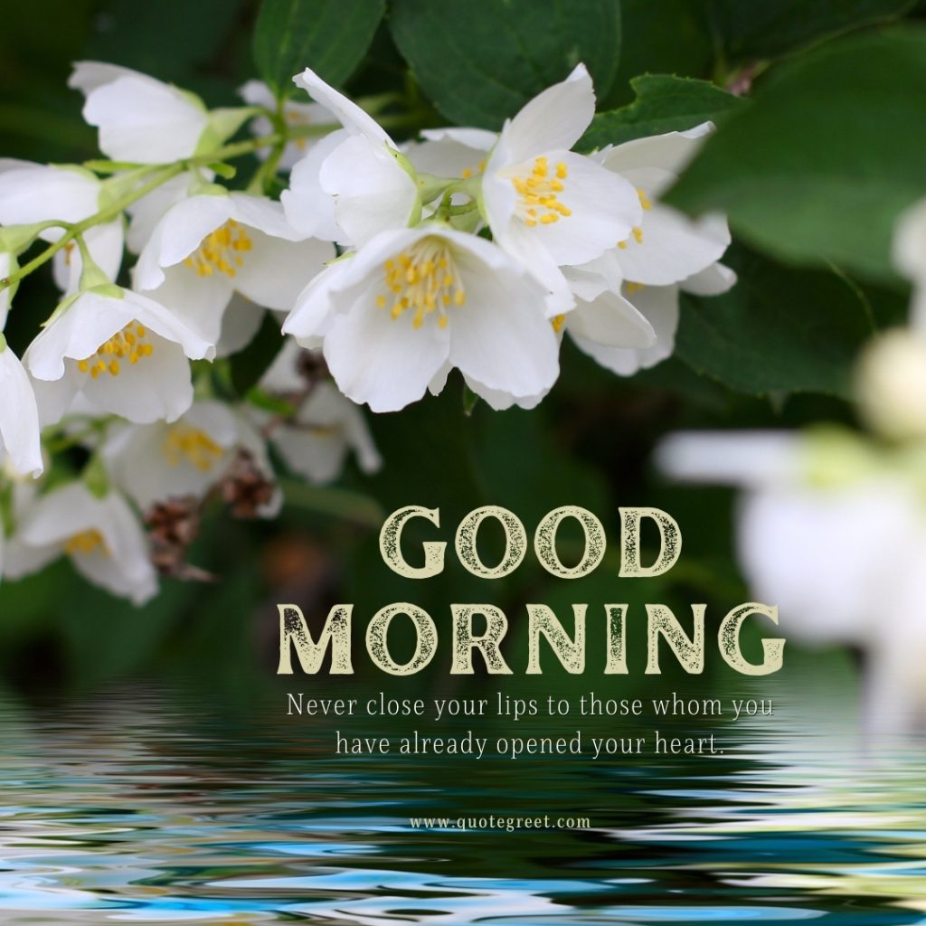 25 Beautiful Good Morning Jasmine Flower Images And Quotes QuoteGreet