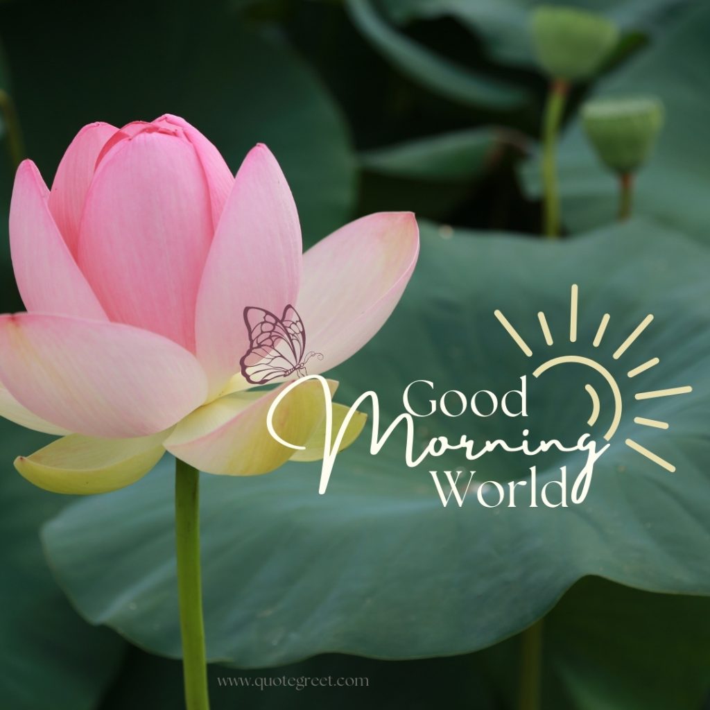 45+ Beautiful Good Morning Lotus Flower Images |Quotes |Wishes ...