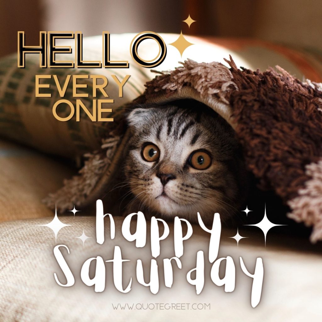 hello-happy-saturday-images-cute-cat-kitty-kitten-beautiful-pic-image-picture-photo