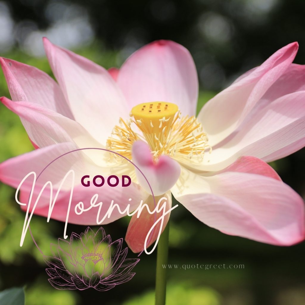 45+ Beautiful Good Morning Lotus Flower Images |Quotes |Wishes ...