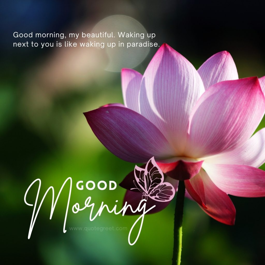 45+ Beautiful Good Morning Lotus Flower Images |Quotes |Wishes ...