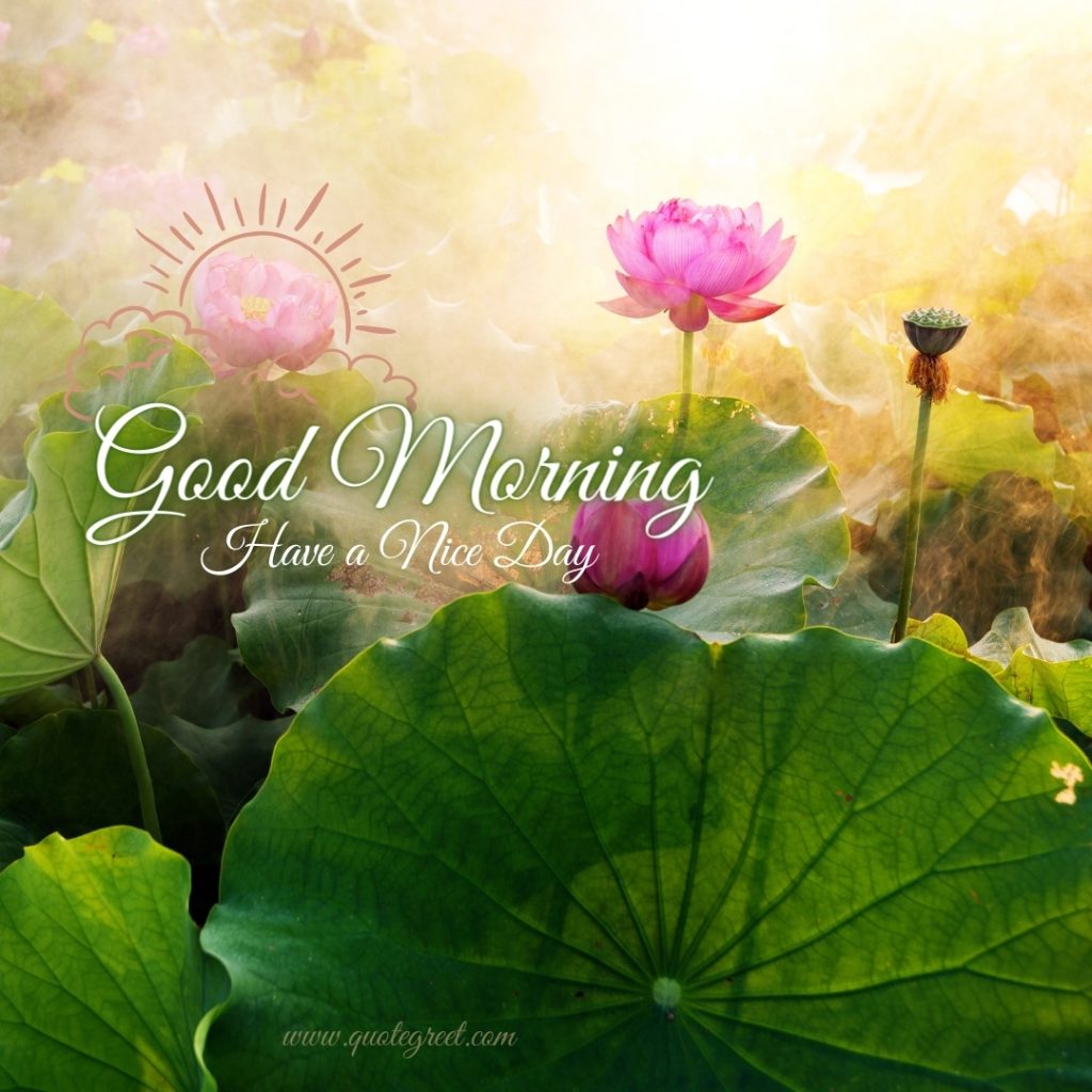 45+ Beautiful Good Morning Lotus Flower Images |Quotes |Wishes ...