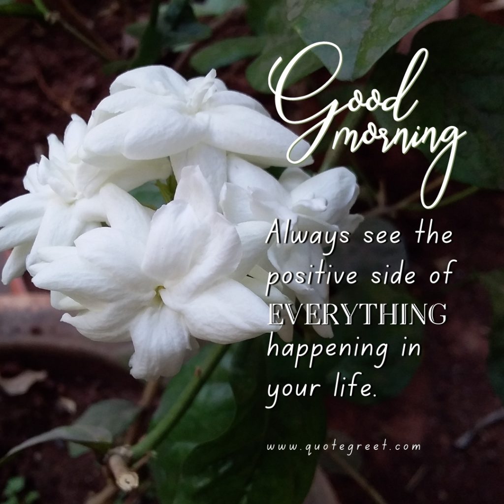 25 Beautiful Good Morning Jasmine Flower Images And Quotes QuoteGreet